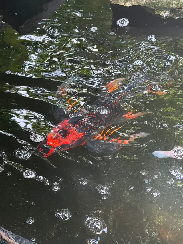 Koi for sale $100 each please contact