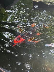 Koi for sale $100 each please contact