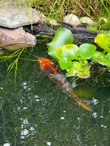 Koi for sale $100 each please contact - Photo 2