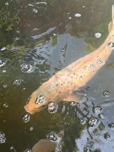 Koi for sale $100 each please contact - Photo 3
