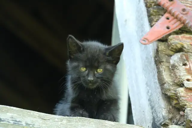 adorable kittens - health tested first shots and dewormed