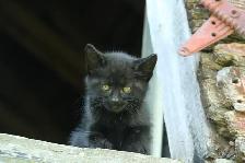 adorable kittens - health tested first shots and dewormed