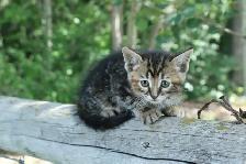 adorable kittens - health tested first shots and dewormed - Photo 2