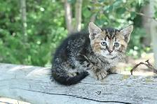 adorable kittens - health tested first shots and dewormed - Photo 3