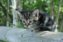 adorable kittens - health tested first shots and dewormed - Photo 4