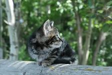 adorable kittens - health tested first shots and dewormed - Photo 5