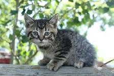adorable kittens - health tested first shots and dewormed - Photo 6