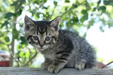 adorable kittens - health tested first shots and dewormed - Photo 7