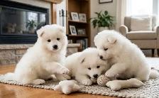 TEDDY BEAR FACED SAMOYED PUPPIES AVAILABLE IN THE GTA