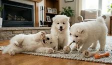 TEDDY BEAR FACED SAMOYED PUPPIES AVAILABLE IN THE GTA - Photo 2