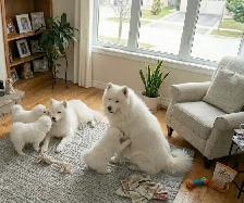 TEDDY BEAR FACED SAMOYED PUPPIES AVAILABLE IN THE GTA - Photo 3
