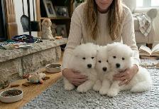 TEDDY BEAR FACED SAMOYED PUPPIES AVAILABLE IN THE GTA - Photo 4
