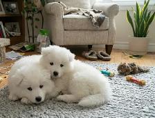 TEDDY BEAR FACED SAMOYED PUPPIES AVAILABLE IN THE GTA - Photo 6