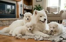 TEDDY BEAR FACED SAMOYED PUPPIES AVAILABLE IN THE GTA - Photo 7