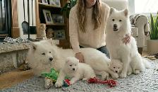 TEDDY BEAR FACED SAMOYED PUPPIES AVAILABLE IN THE GTA - Photo 8