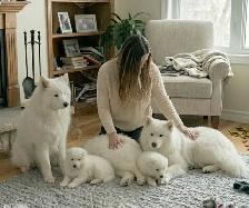 TEDDY BEAR FACED SAMOYED PUPPIES AVAILABLE IN THE GTA - Photo 9