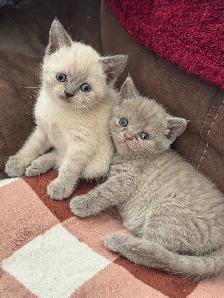Scottish fold Siamese kittens
