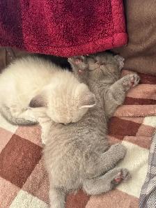 Scottish fold Siamese kittens - Photo 2