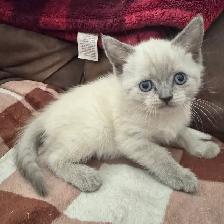 Scottish fold Siamese kittens - Photo 6