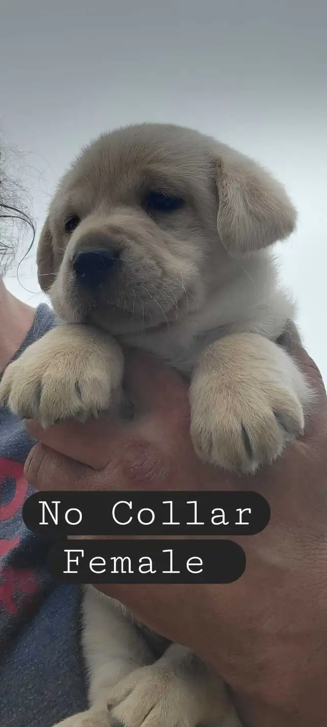 BEAUTIFUL YELLOW LABRADOR RETRIEVER PUPPIES FOR SALE