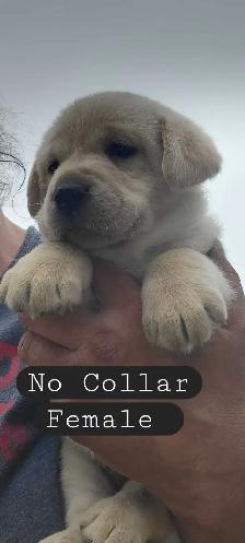BEAUTIFUL YELLOW LABRADOR RETRIEVER PUPPIES FOR SALE
