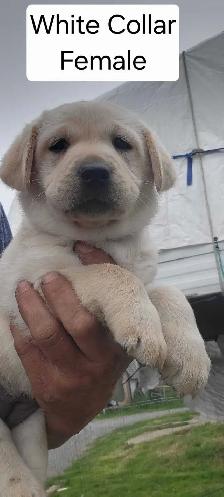 BEAUTIFUL YELLOW LABRADOR RETRIEVER PUPPIES FOR SALE - Photo 2