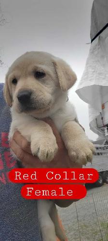 BEAUTIFUL YELLOW LABRADOR RETRIEVER PUPPIES FOR SALE - Photo 3