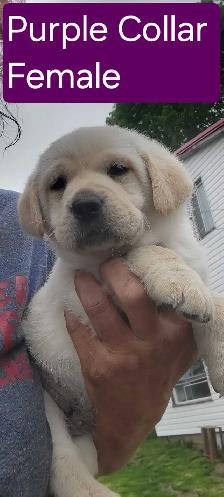 BEAUTIFUL YELLOW LABRADOR RETRIEVER PUPPIES FOR SALE - Photo 4