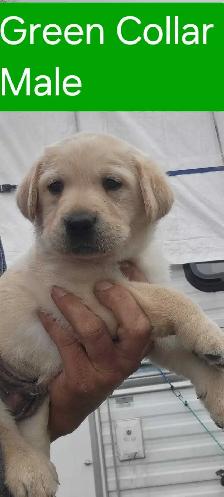 BEAUTIFUL YELLOW LABRADOR RETRIEVER PUPPIES FOR SALE - Photo 5