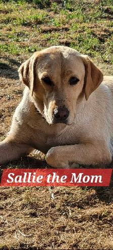 BEAUTIFUL YELLOW LABRADOR RETRIEVER PUPPIES FOR SALE - Photo 6