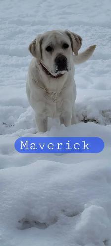 BEAUTIFUL YELLOW LABRADOR RETRIEVER PUPPIES FOR SALE - Photo 7