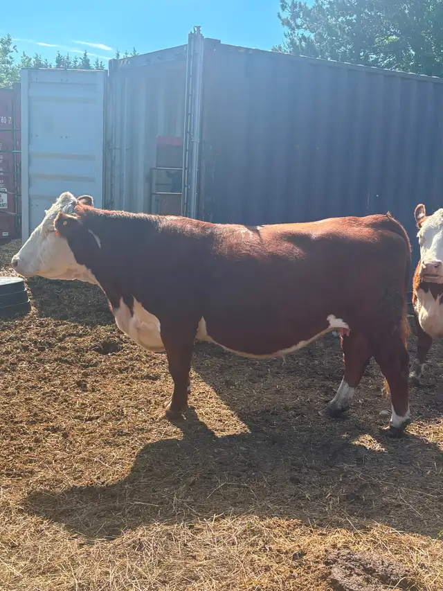 HEREFORD  Registered Cow for sale