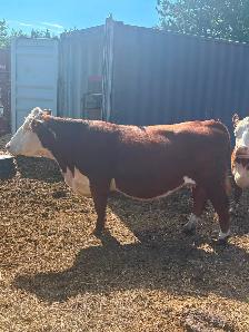 HEREFORD  Registered Cow for sale