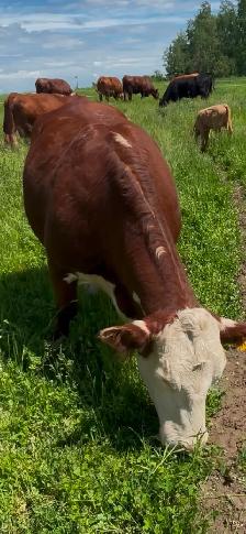 HEREFORD  Registered Cow for sale - Photo 2