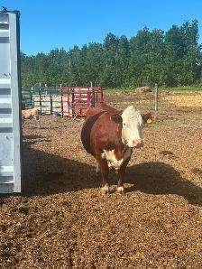 HEREFORD  Registered Cow for sale - Photo 3