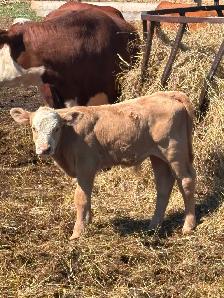 HEREFORD  Registered Cow for sale - Photo 5