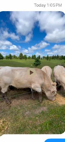 HEREFORD  Registered Cow for sale - Photo 6