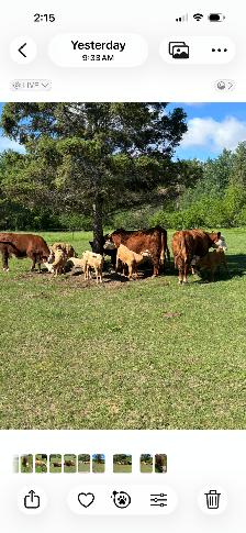HEREFORD  Registered Cow for sale - Photo 7