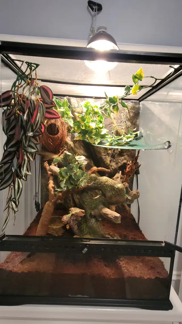 Male Crested Gecko (6yrs), terrarium, & Accessories