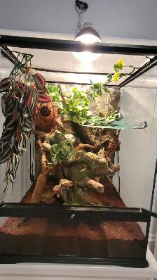 Male Crested Gecko (6yrs), terrarium, & Accessories