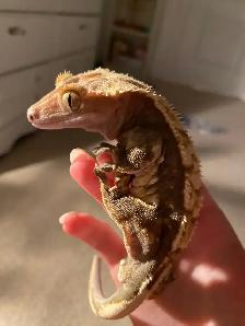 Male Crested Gecko (6yrs), terrarium, & Accessories - Photo 2