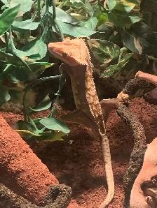 Male Crested Gecko (6yrs), terrarium, & Accessories - Photo 3
