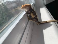 Male Crested Gecko (6yrs), terrarium, & Accessories - Photo 4
