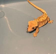 Male Crested Gecko (6yrs), terrarium, & Accessories - Photo 5