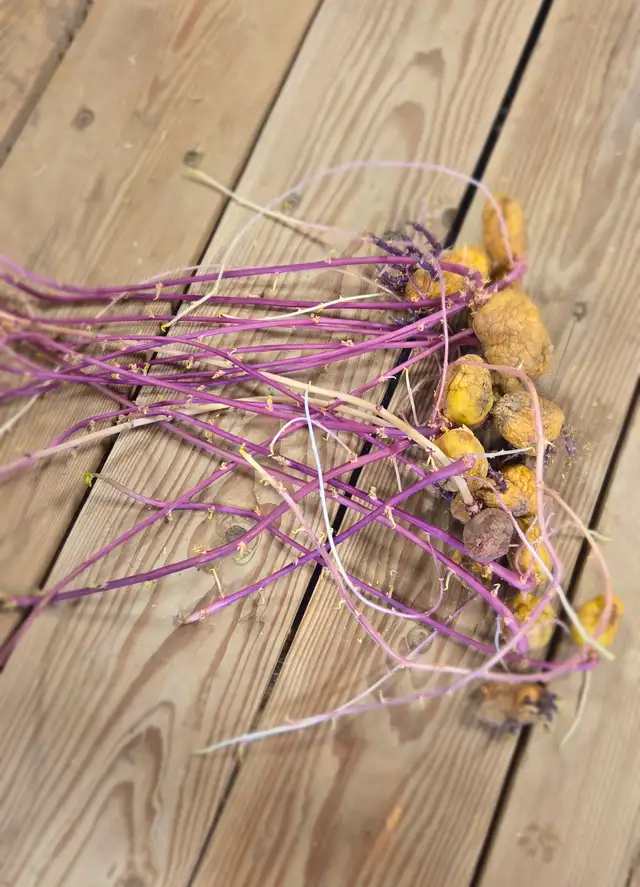 Sprouted Seed Potatoes