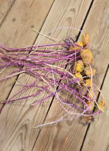 Sprouted Seed Potatoes