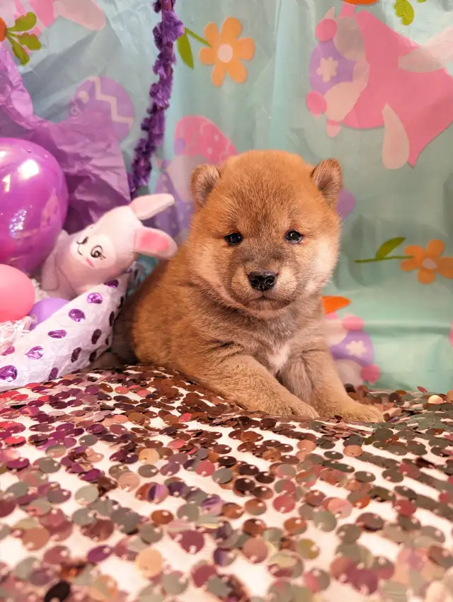 Shiba inu puppies chiots prêts août