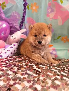 Shiba inu puppies chiots prêts août