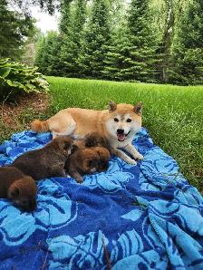 Shiba inu puppies chiots prêts août - Photo 2