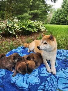Shiba inu puppies chiots prêts août - Photo 3